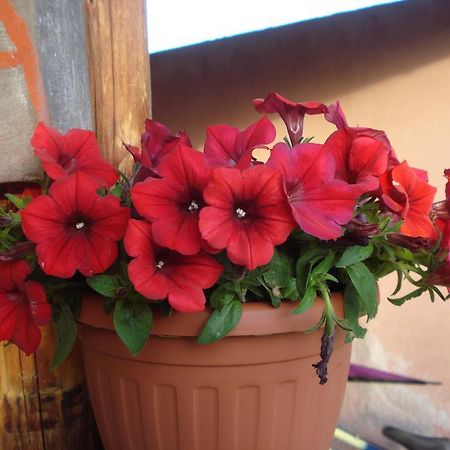 Agriturismo La Fattoria San Donato Val di Comino Eksteriør bilde